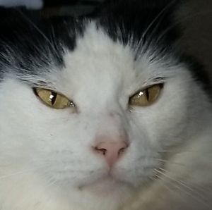 Meet your Posher, Kat